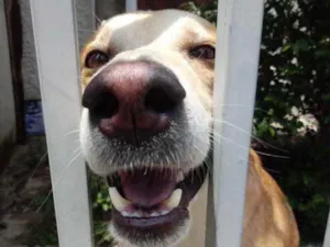 Cachorro raça Srd idade 1 ano nome Trovão bonzinho 
