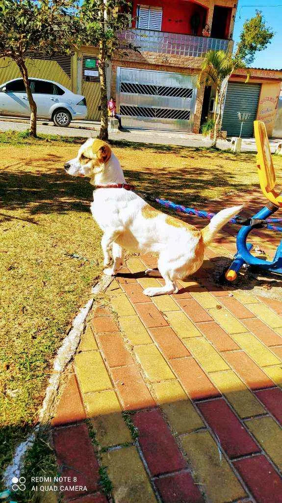 Cachorro ra a Misturada idade 1 ano nome Maylon