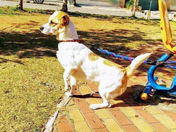 Cachorro ra a Misturada idade 1 ano nome Maylon