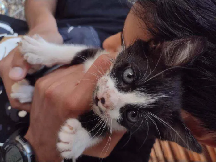 Gato ra a Srd idade Abaixo de 2 meses nome Numero 5
