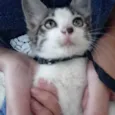 Baby gato