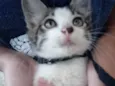 Baby gato