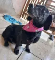 Fumaça