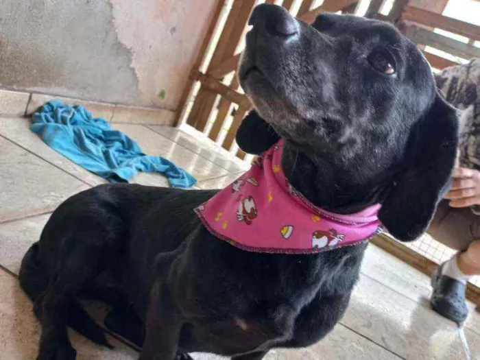 Cachorro ra a SRD idade 5 anos nome Fumaça 