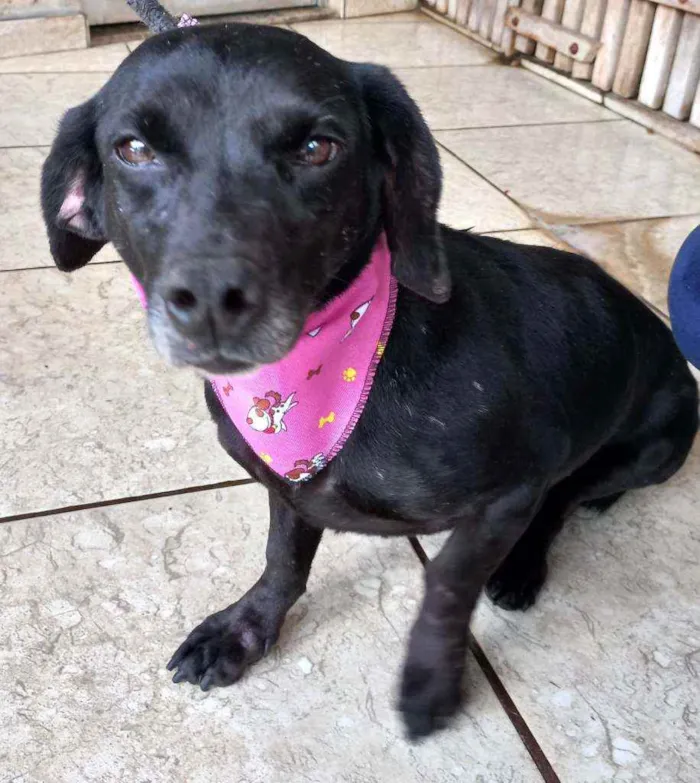 Cachorro ra a SRD idade 5 anos nome Fumaça 