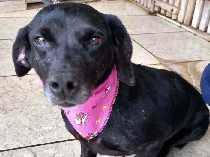 Cachorro ra a SRD idade 5 anos nome Fumaça 