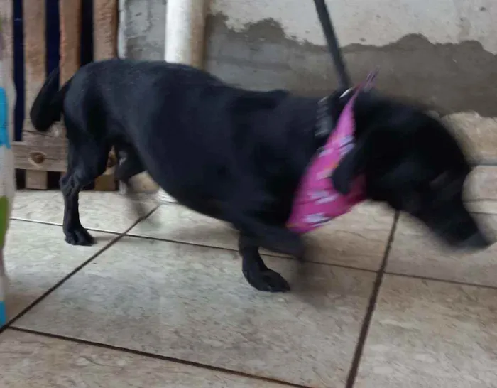 Cachorro ra a SRD idade 5 anos nome Fumaça 