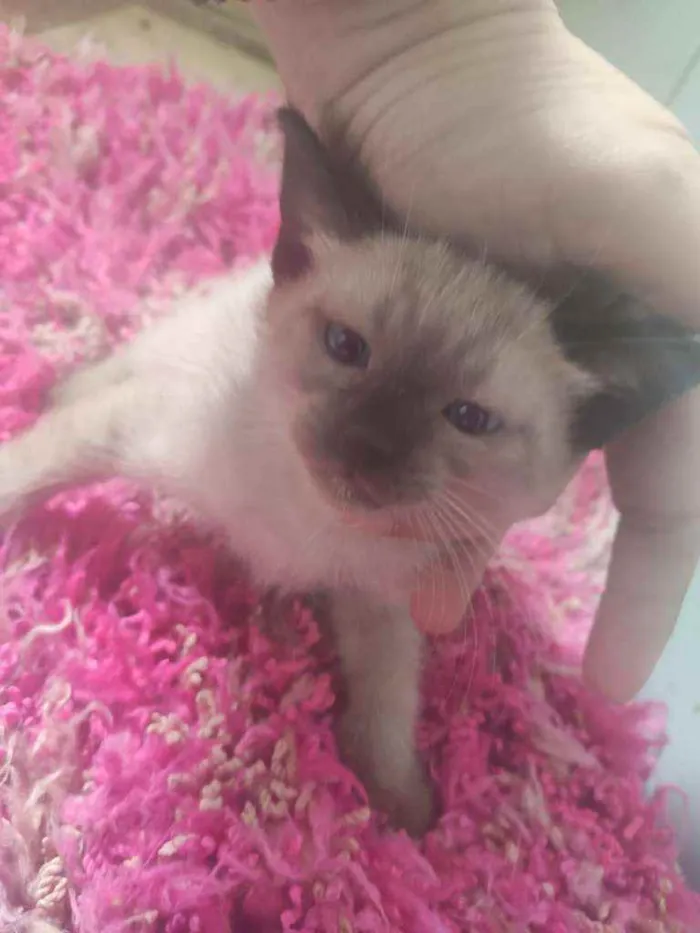 Gato ra a SRD idade Abaixo de 2 meses nome Jasminie