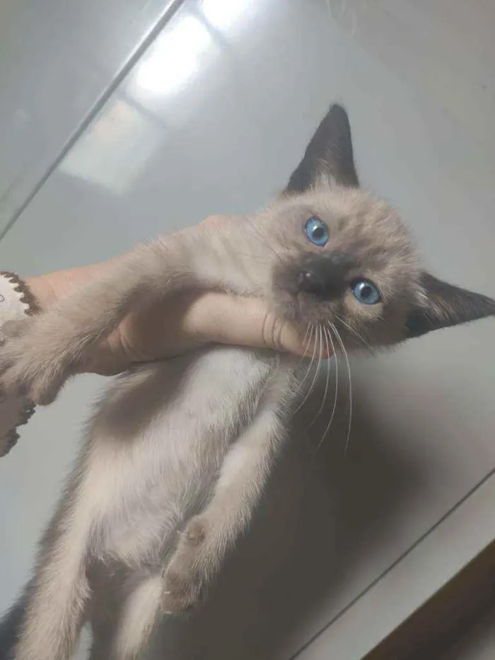 Gato ra a SRD idade Abaixo de 2 meses nome Jasminie