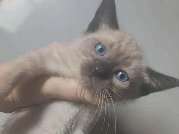 Gato ra a SRD idade Abaixo de 2 meses nome Jasminie