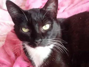 Gato raça Srd idade 2 anos nome Ariane 