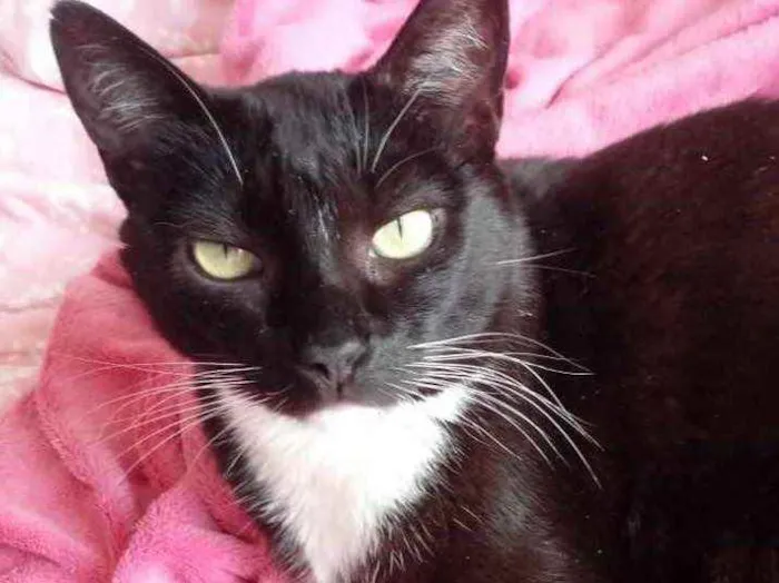 Gato raça Srd idade 2 anos nome Ariane 