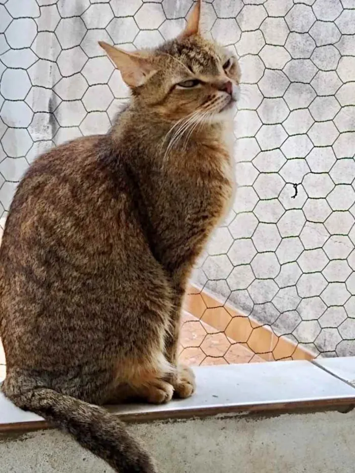 Gato raça Srd idade 2 anos nome Ruivo 