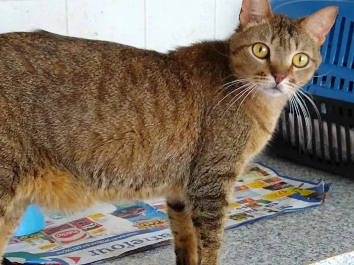 Gato raça Srd idade 2 anos nome Ruivo 