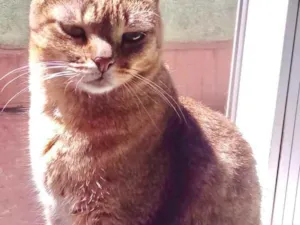 Gato raça Srd idade 2 anos nome Ruivo 