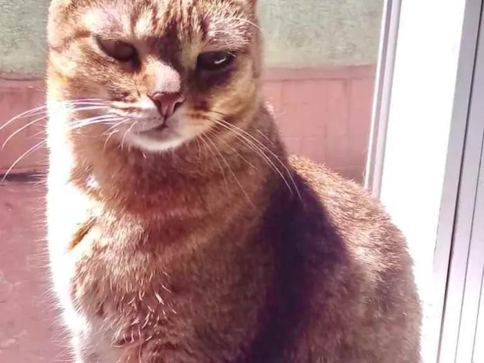 Gato raça Srd idade 2 anos nome Ruivo 