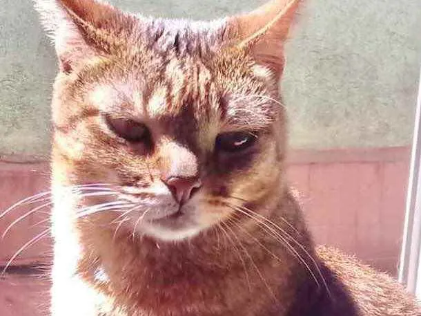 Gato raça Srd idade 2 anos nome Ruivo 