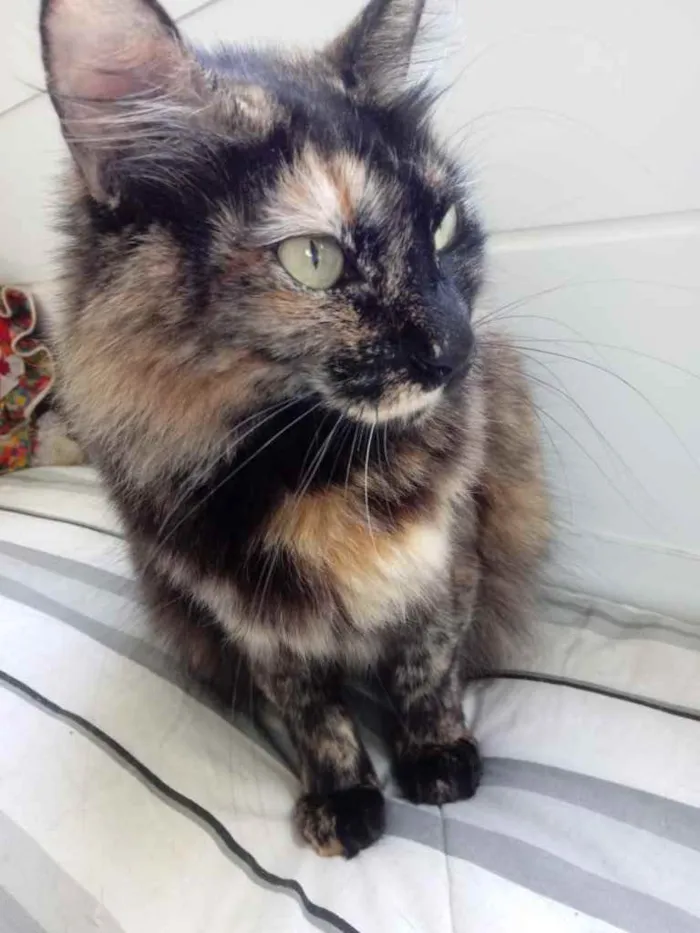 Gato raça Srd idade 3 anos nome Menina 