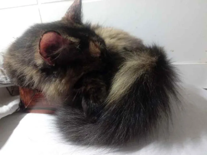 Gato raça Srd idade 3 anos nome Menina 