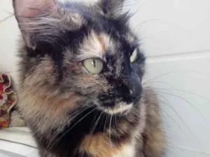Gato raça Srd idade 3 anos nome Menina 