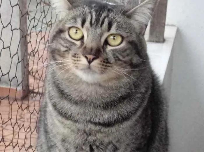 Gato raça Srd  idade 1 ano nome Tom gorduchinho 