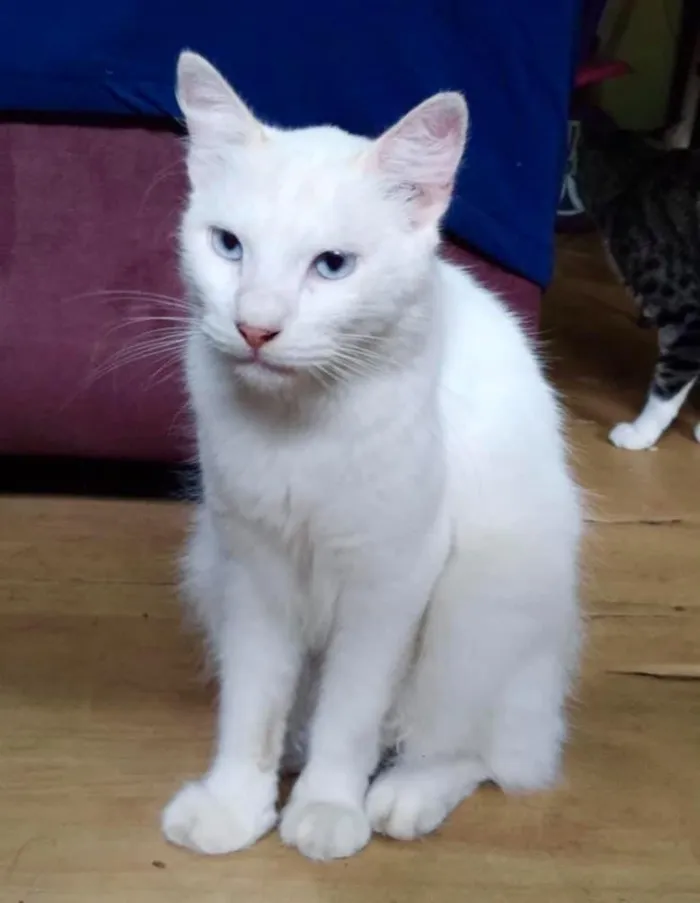 Gato ra a  idade 2 anos nome Branco peludo