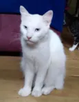 Branco peludo