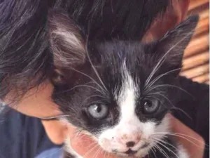 Gato raça Srd idade Abaixo de 2 meses nome Numero 5