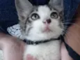 Baby gato