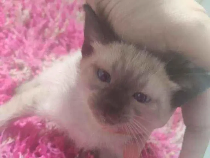 Gato ra a SRD idade Abaixo de 2 meses nome Jasminie
