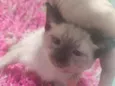 Jasminie