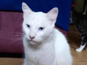 Gato raça  idade 2 anos nome Branco peludo