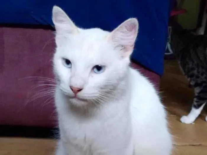 Gato ra a  idade 2 anos nome Branco peludo