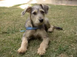 Cachorro raça Mestiço  idade 7 a 11 meses nome Joca 
