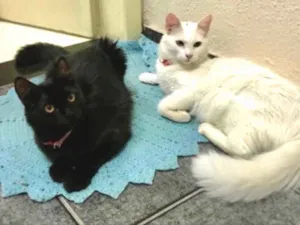 Gato raça Mestiças  idade 2 a 6 meses nome Jade e Nicole 