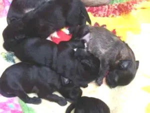 Cachorro raça Mãe viralata, Pai pudo idade Abaixo de 2 meses nome Duas fêmeas quatro m