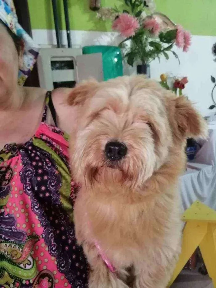 Cachorro ra a SRD idade 7 a 11 meses nome Meg