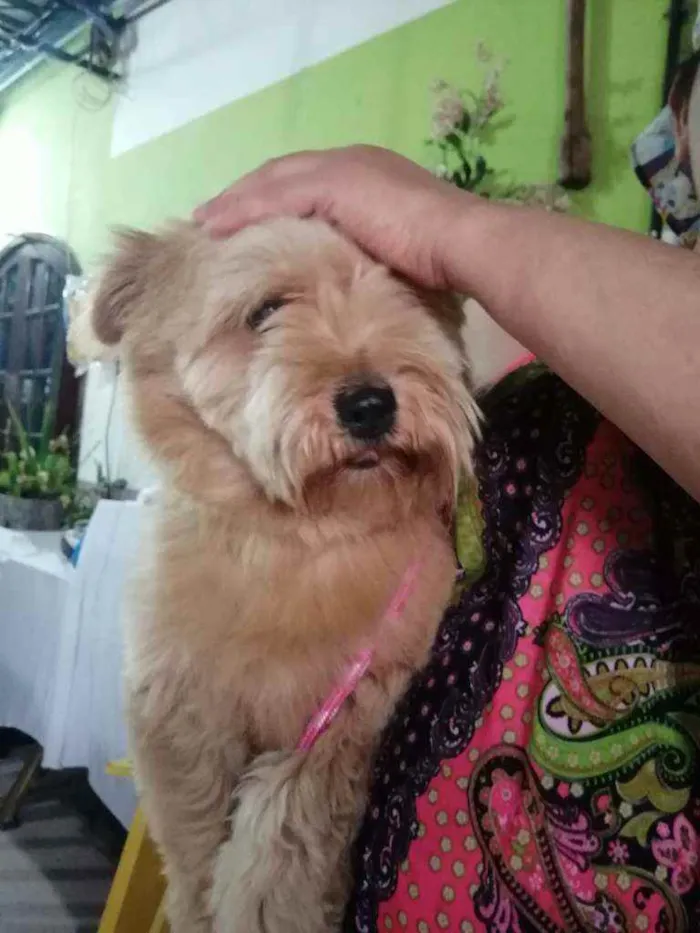 Cachorro ra a SRD idade 7 a 11 meses nome Meg