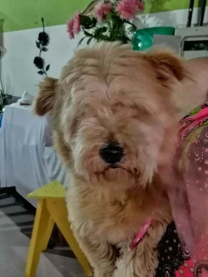 Cachorro ra a SRD idade 7 a 11 meses nome Meg