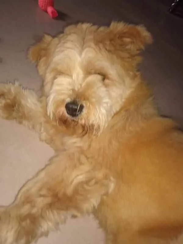 Cachorro ra a SRD idade 7 a 11 meses nome Meg