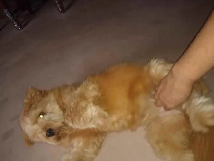 Cachorro ra a SRD idade 7 a 11 meses nome Meg