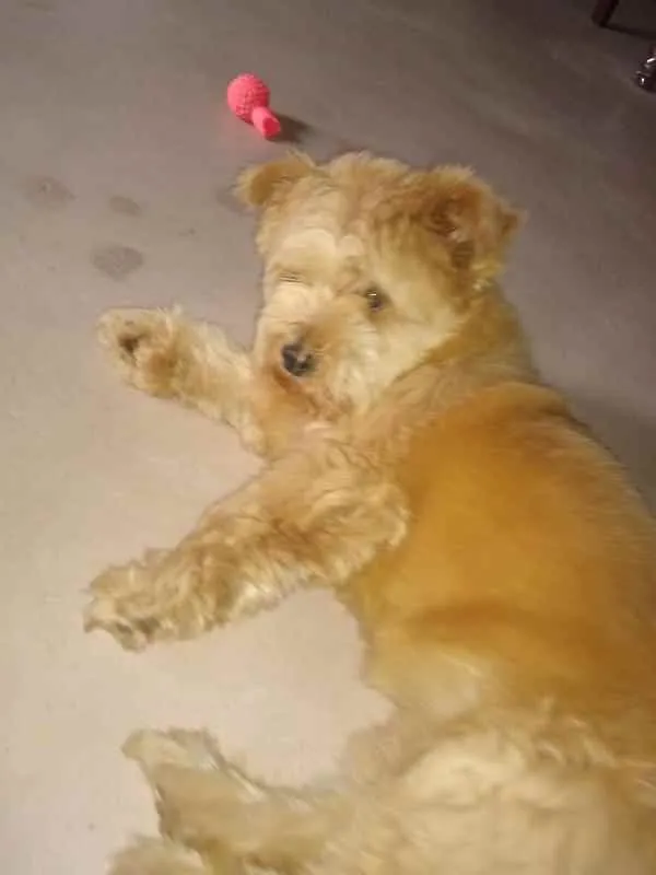 Cachorro ra a SRD idade 7 a 11 meses nome Meg