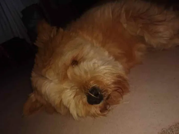 Cachorro ra a SRD idade 7 a 11 meses nome Meg
