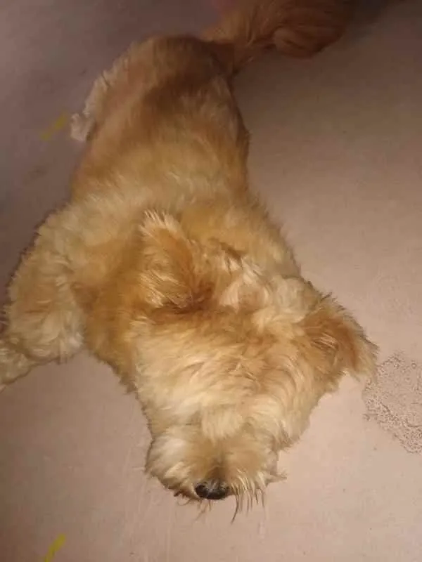 Cachorro ra a SRD idade 7 a 11 meses nome Meg