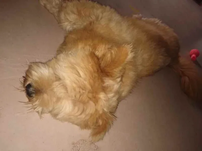 Cachorro ra a SRD idade 7 a 11 meses nome Meg