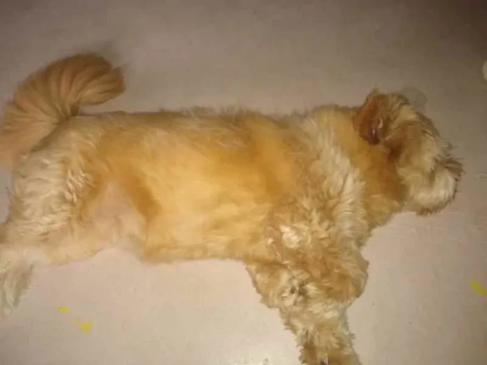Cachorro ra a SRD idade 7 a 11 meses nome Meg