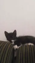 Niki