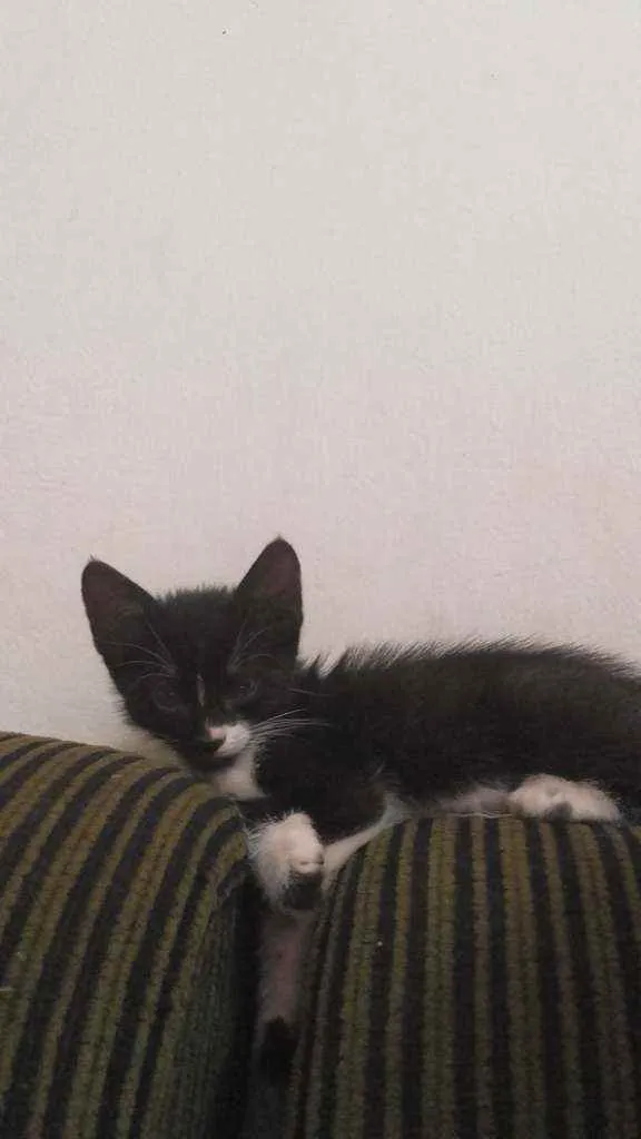 Gato raça  idade 2 a 6 meses nome Niki