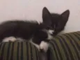 Niki