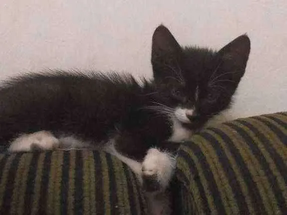 Gato raça  idade 2 a 6 meses nome Niki